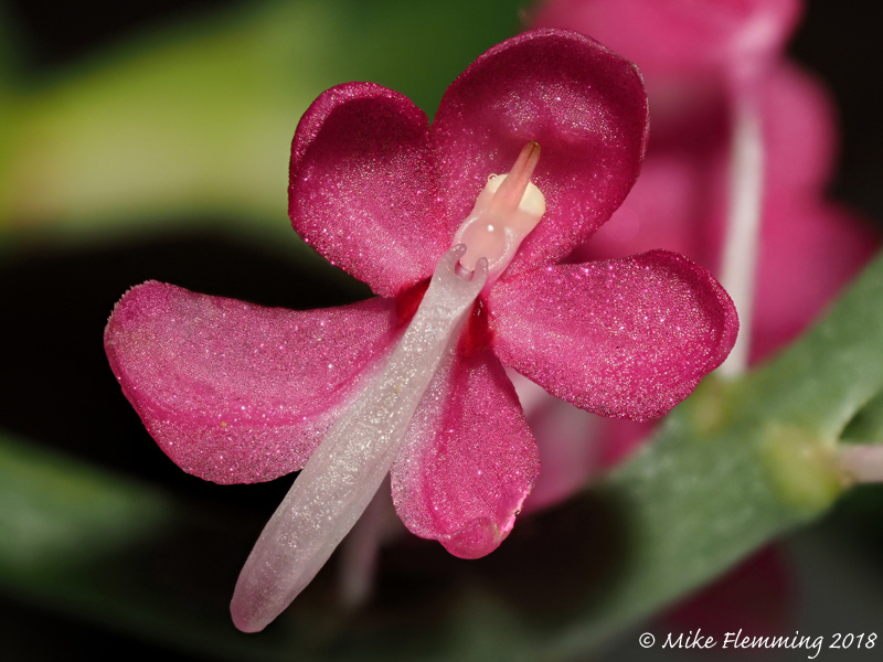 dyakia_hendersoniana-2018