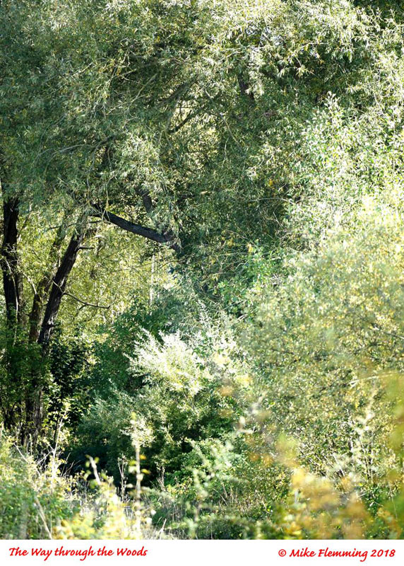 Way-through-the-woods