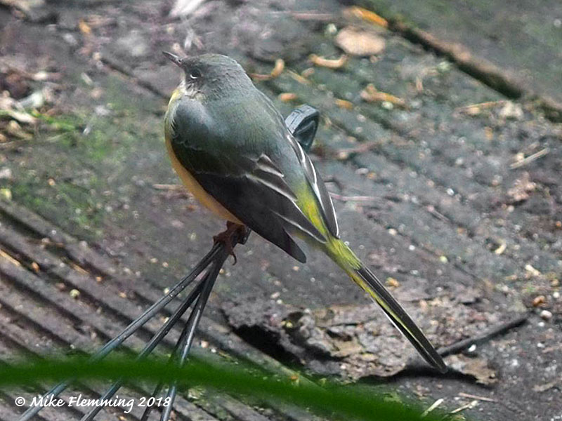 greywagtail_2018