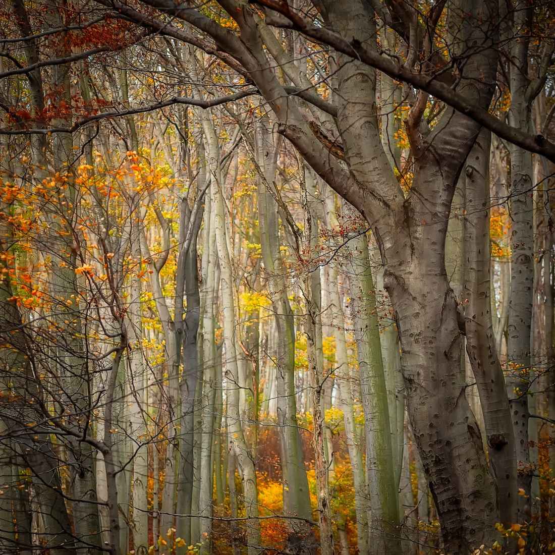 trees in autumn forest