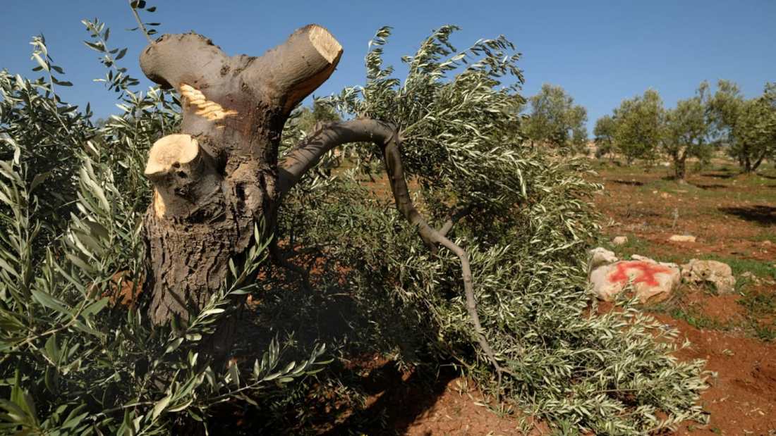 1.6872229.2615662878