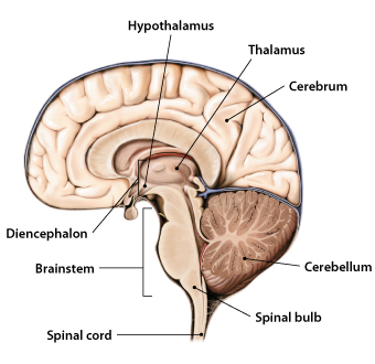 brain-section
