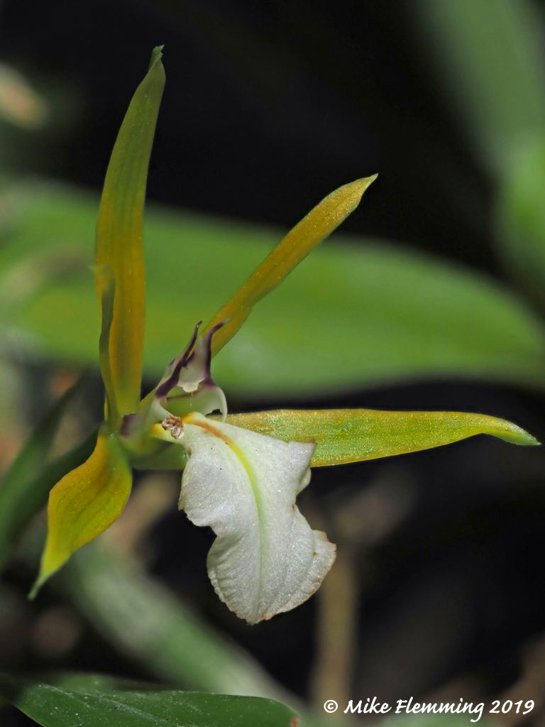 dinema-polybulbon_2019-2