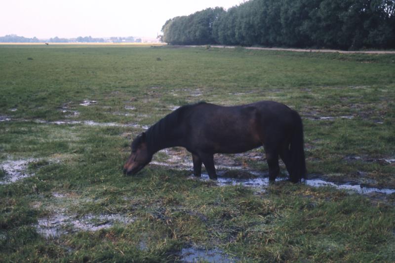 horse in port meadow [800x600]