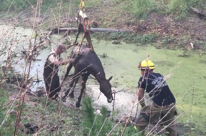 Rescue-crews-free-25-year-old-horse-from-thick-mud-in-Florida.jpg