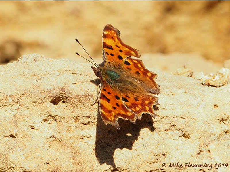 Comma_2019-2