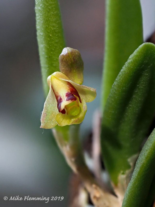 Dendrobium-rigida-2019
