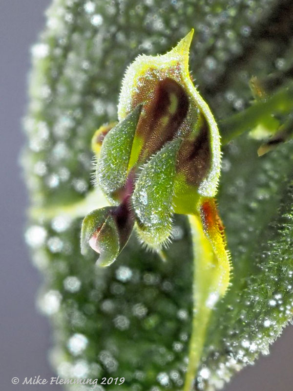 Lepanthes-dodsonii_2019-1