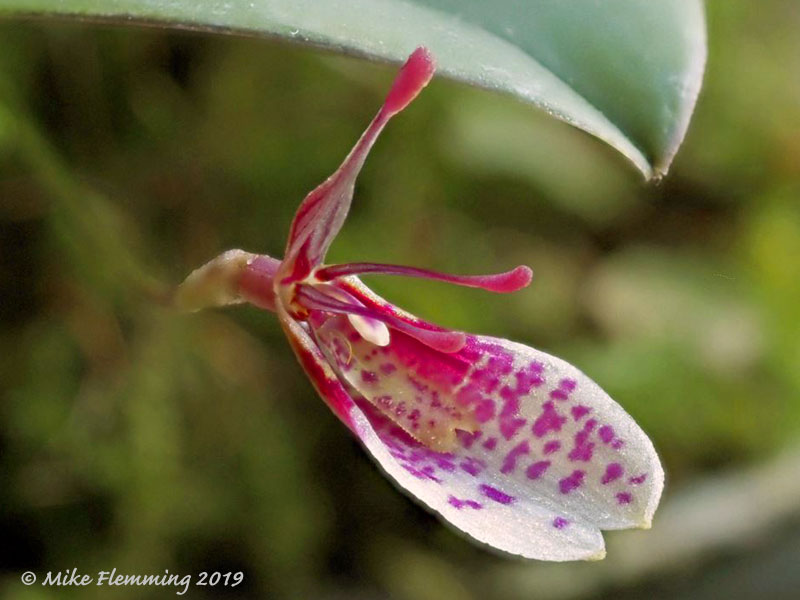 Restrepia-Lansbergii-2019