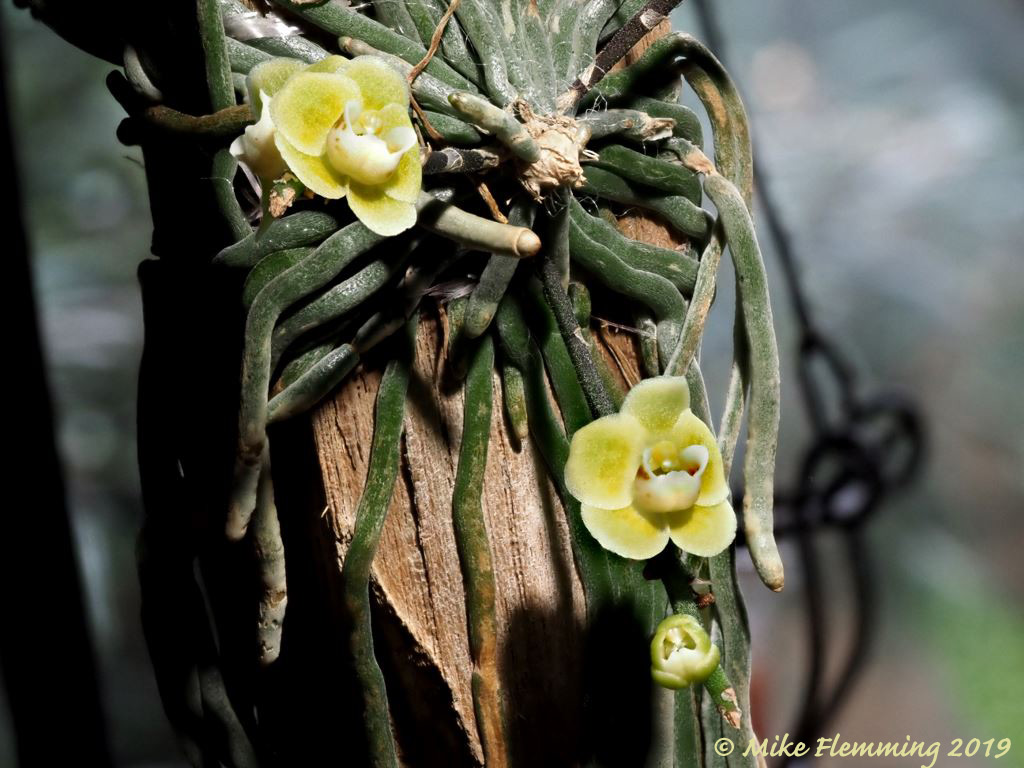 chiloschista_nakornpanomensis