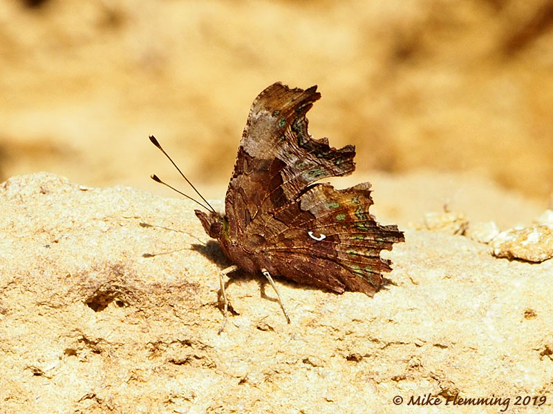 Comma_2019-1