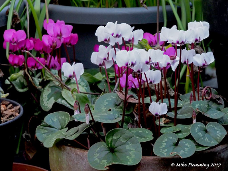 cyclamen-2019-1
