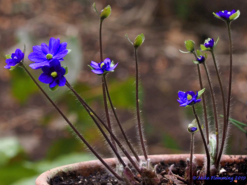 Hepatica-media-Millstream-M