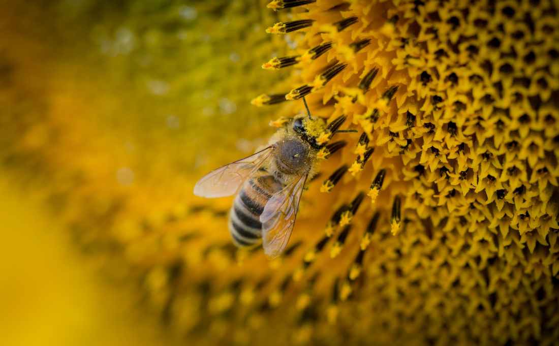macro photography of a bee
