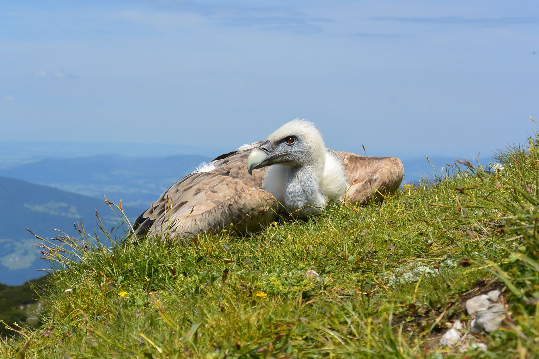 bird austria salzburg vulture