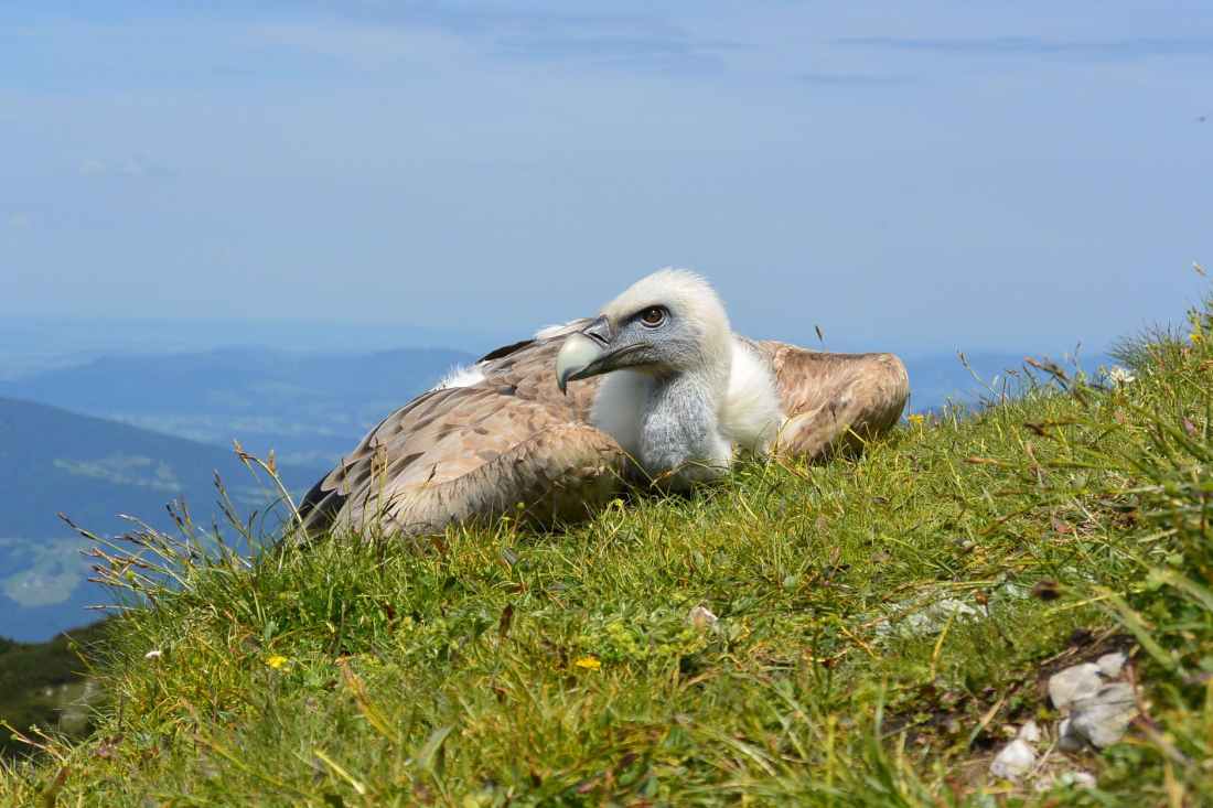 bird austria salzburg vulture