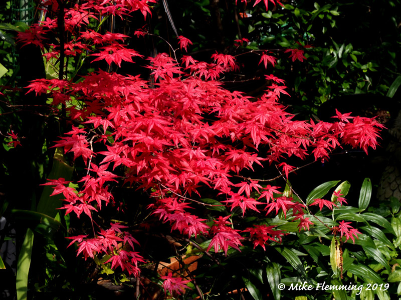 acer-palmatum-shindeshojo-1