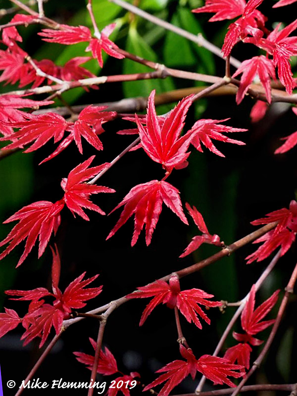 acer-palmatum-shindeshojo
