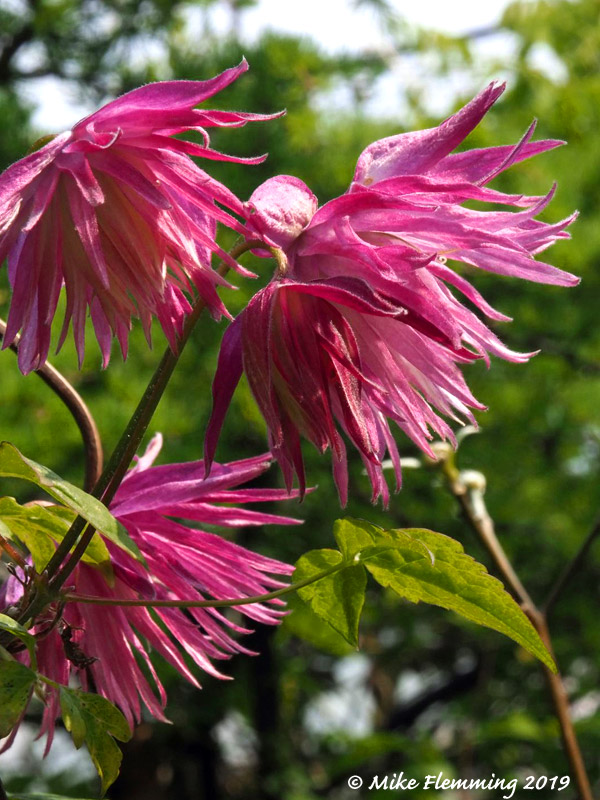clematis-macropetala-sorbet
