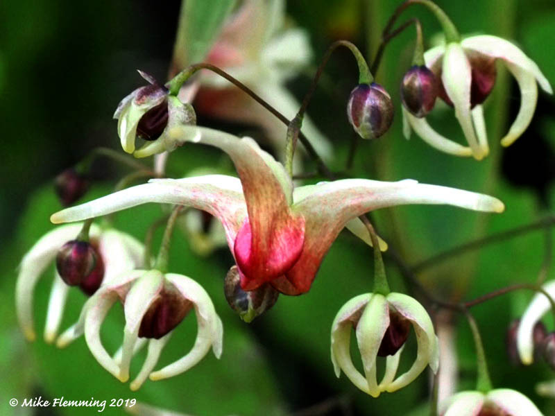 epimedium-domino