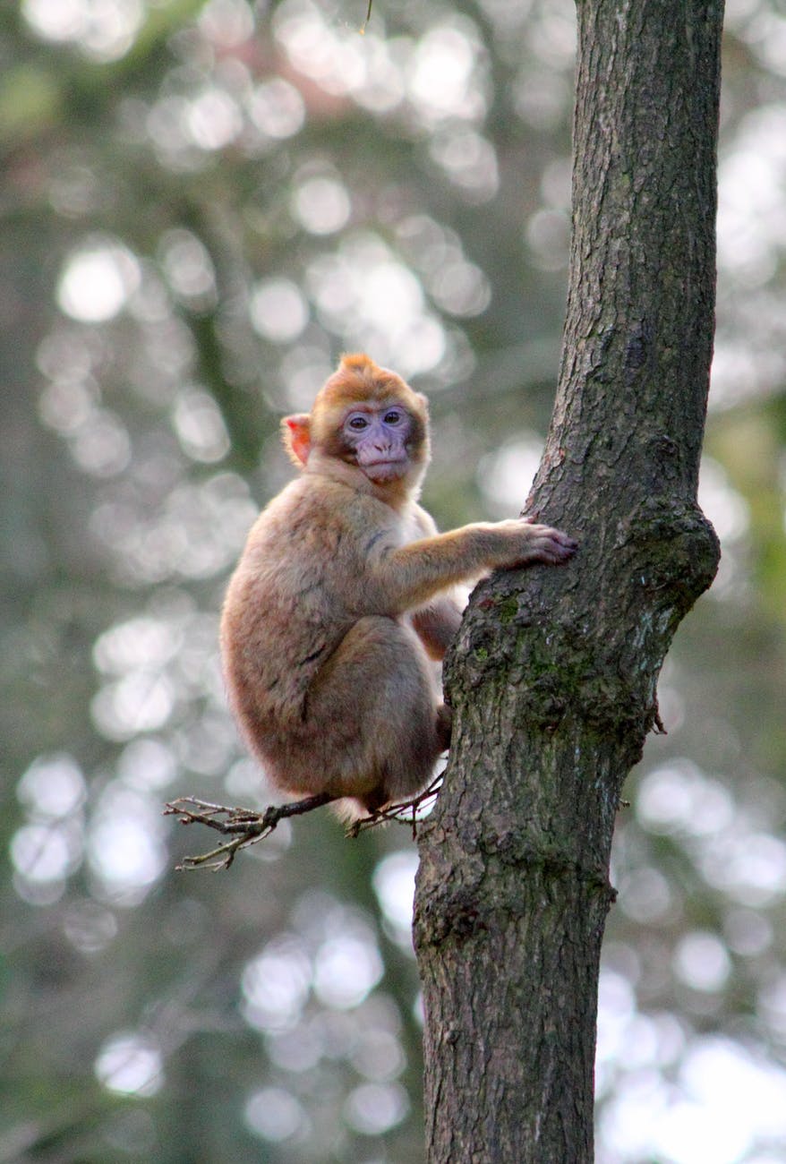 animal ape baby monkey barbary macaque