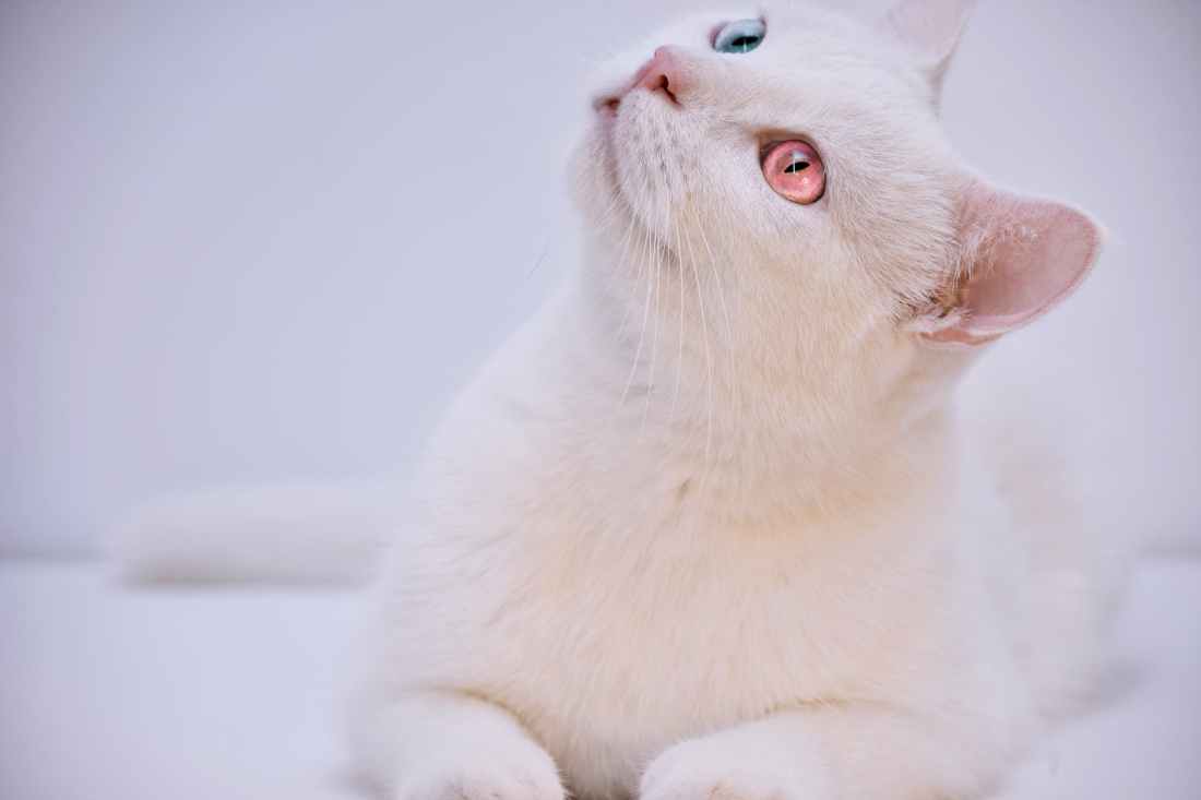 short coated white cat facing sideways