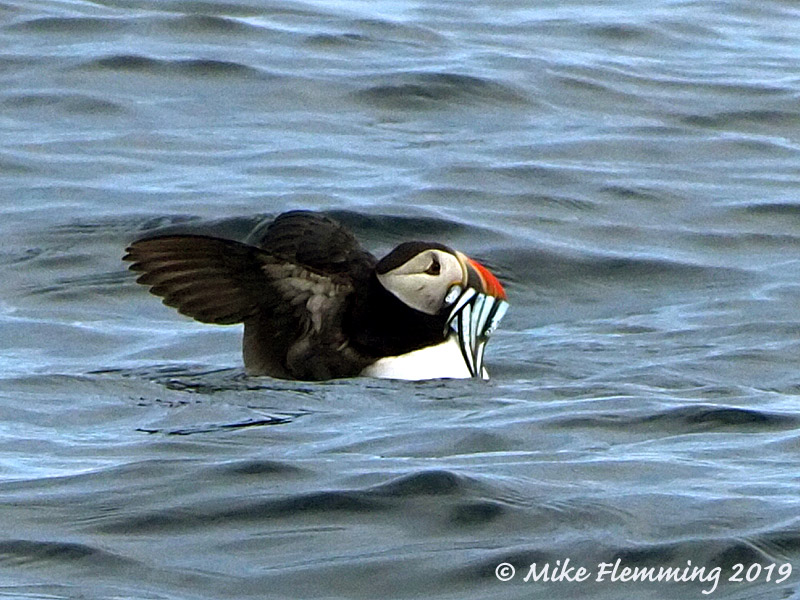 bringinghomethecatch