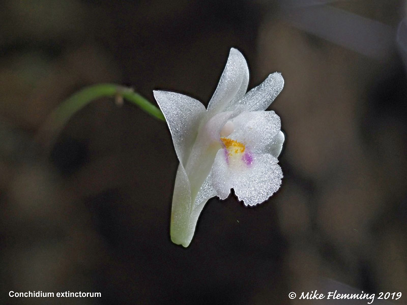 conchidium_extinctorum2019