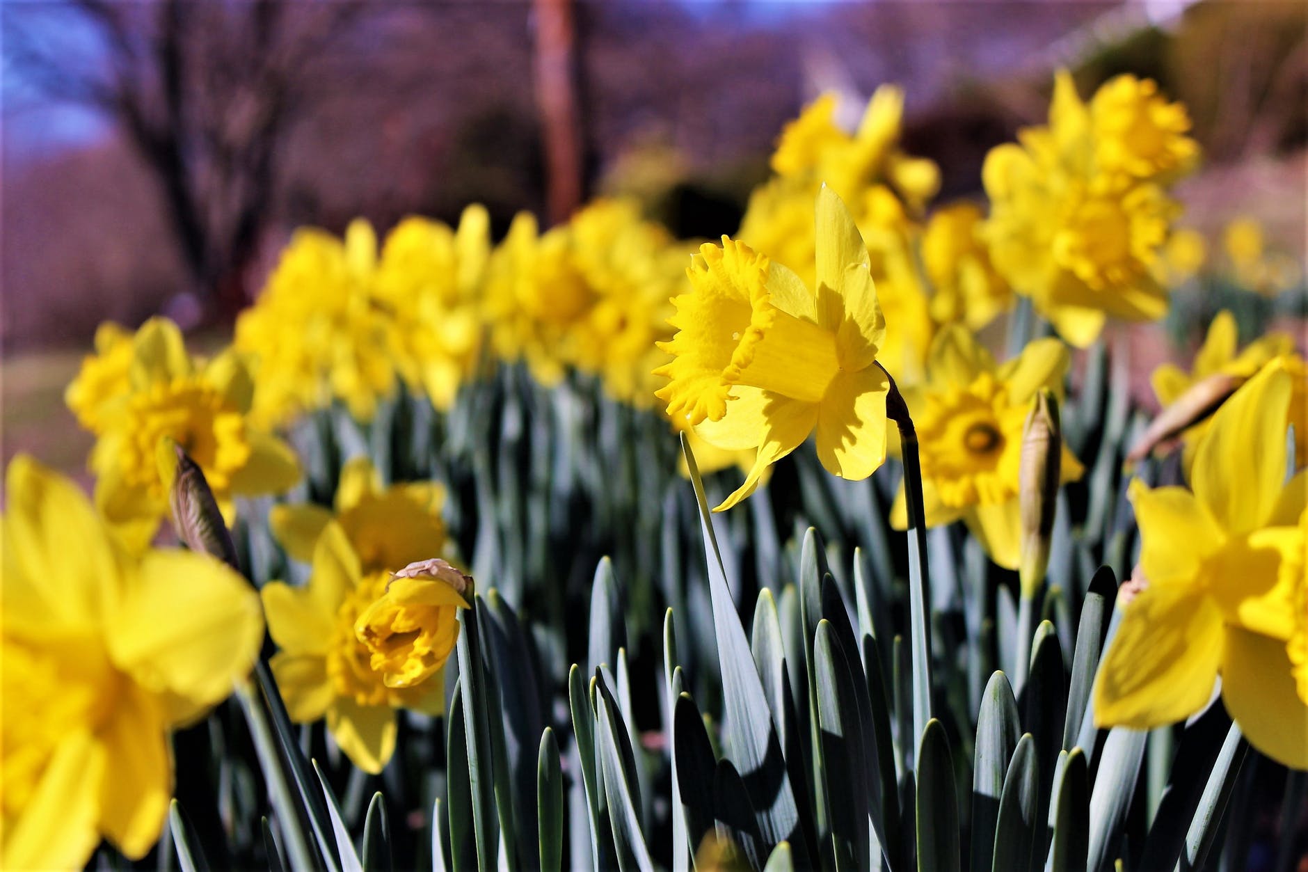 selective photography of yellow petaled flowers