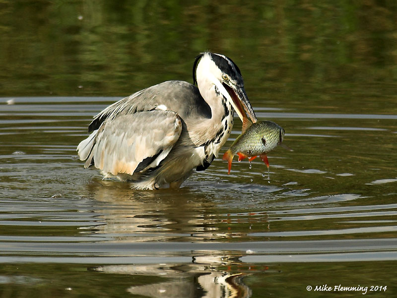Happy-Heron-2014 (1)