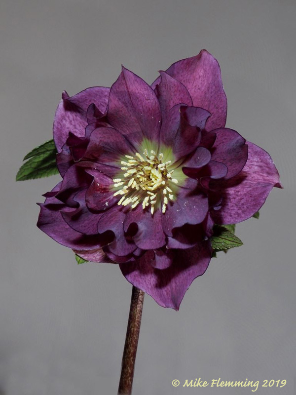 hellebore_2019-1