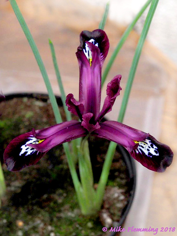 iris-reticulata-pauline