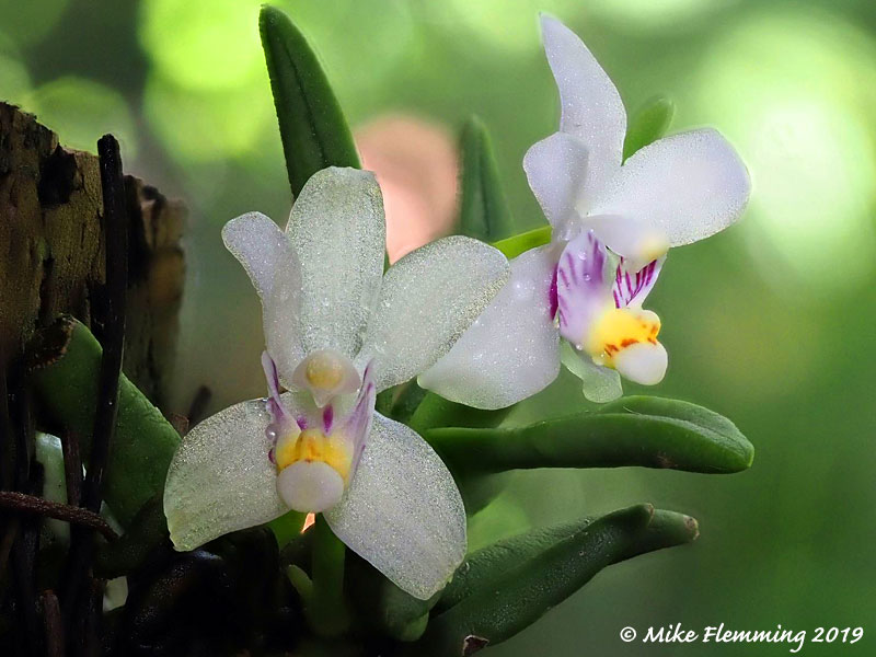 pteroceras-semiteretifolium