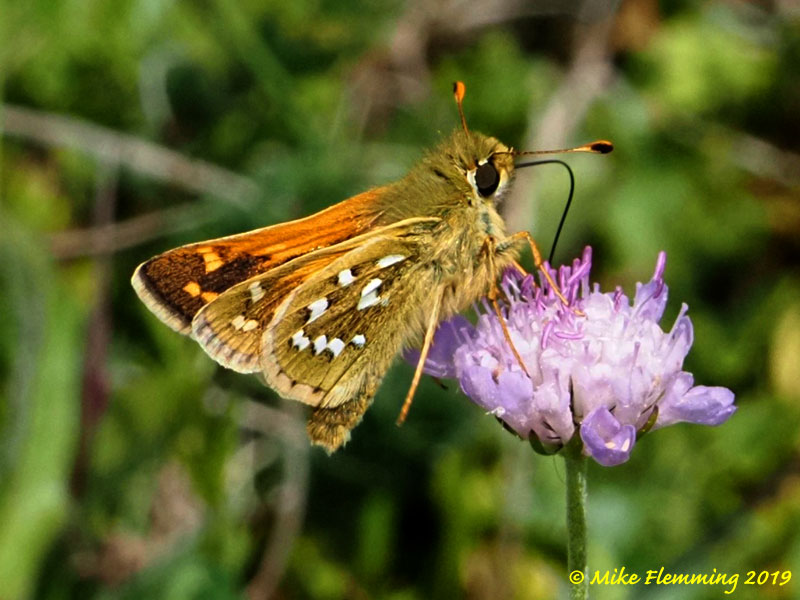 Silver-spotted-Skipper-2019