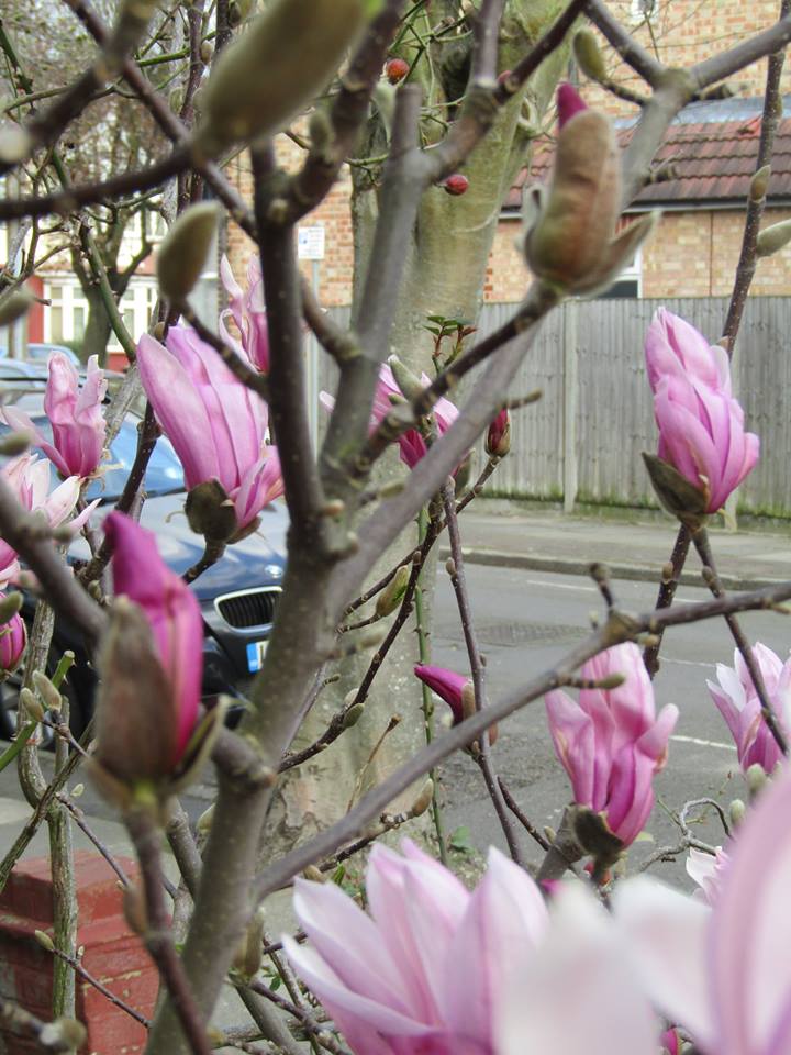 12376667_685041668302381_327586422970402687_n