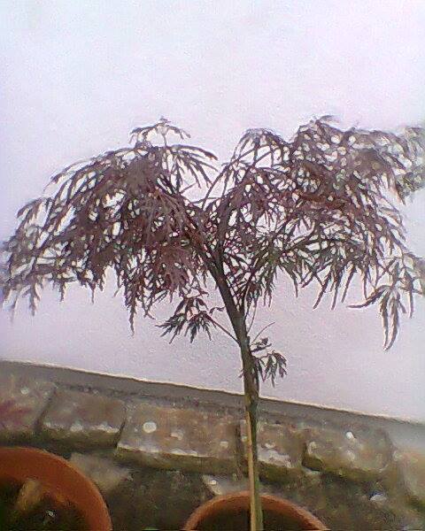 947361_652413131565235_8984031616122296794_n