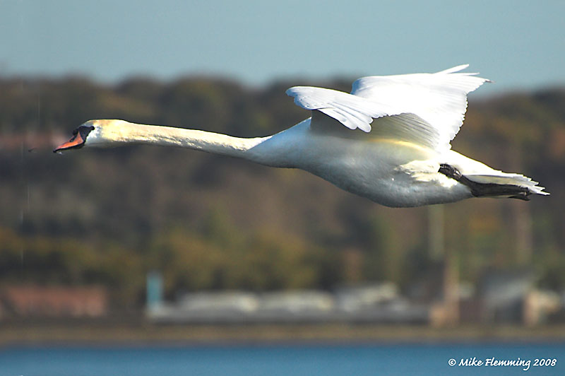 Mute-Swan-2008