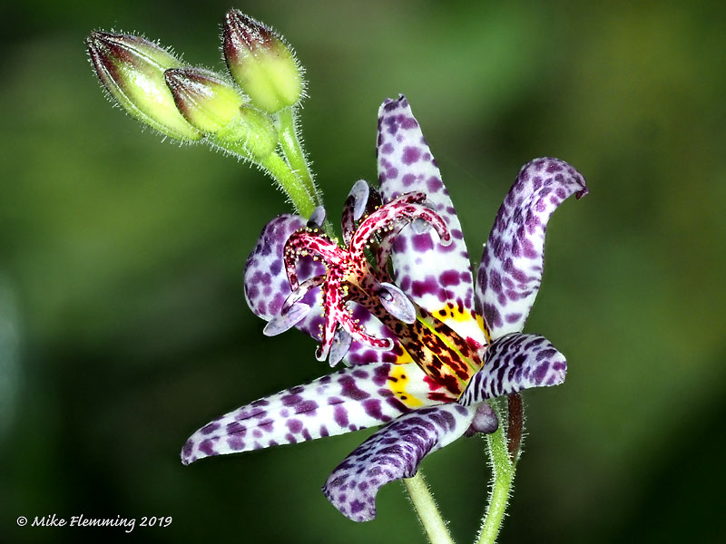 Tricyrtis-hirta-Miyazaki_19.jpg