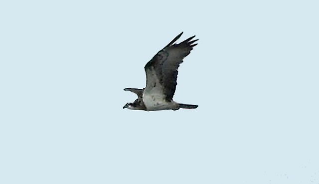 birds12