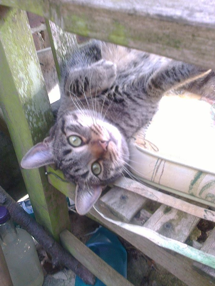 10363756_491792187620581_3914824934932227777_n (1)