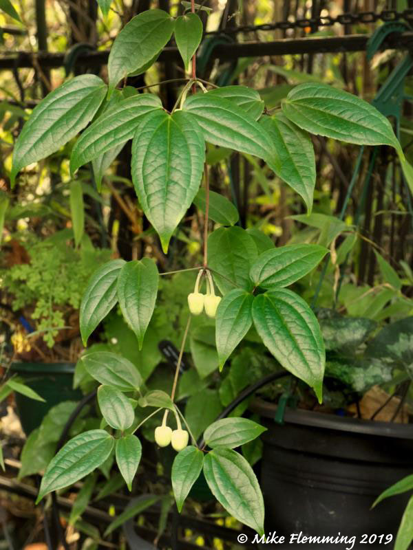 Clematis_urophylla-2019.jpg
