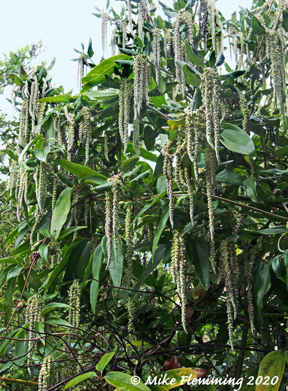 Garrya-elliptica-2020-1