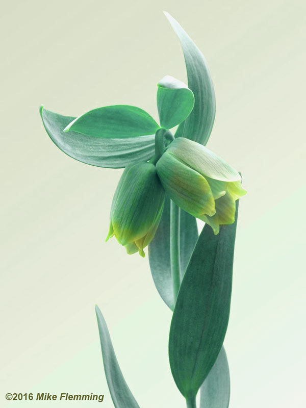 fritillaria_pontica2016-1