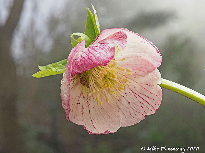 Hellebore_2020-5