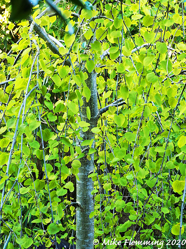 Cercidiphyllum-japonicum_2020