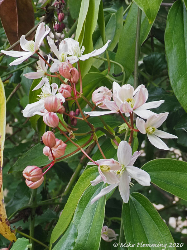 Clematis-armandii-2020