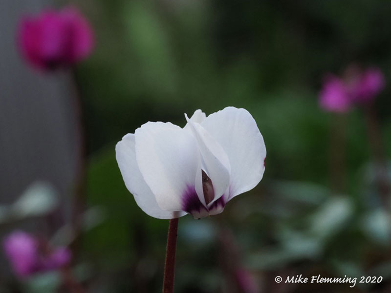 Cyclamen-2020