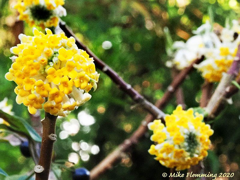 Edgeworthia-chrysantha