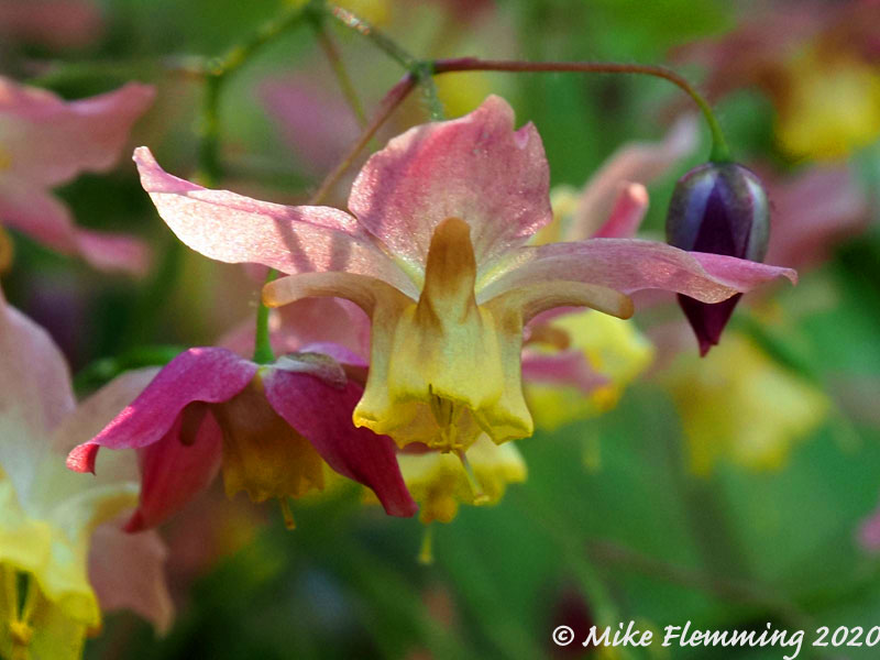 Epimedium-versicolor-2020