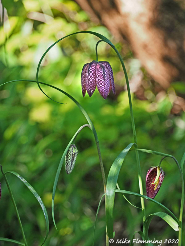 Fritillaria-meleagris-2020